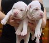 Cute English Bulldog puppy for Adoption