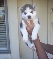 Sweet Lovely  Siberian Husky puppies for sale