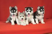 akc registered Siberian Husky puppies for a home