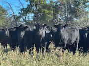 70 Head of black Angus Bred Heifers for sale
