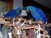 WELL TRAIN Hyacinth Macaw Parrots For Adoption