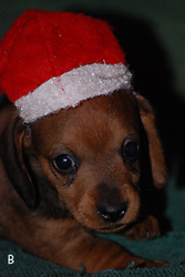 Mini Dachshund Puppies in Northwest Arkansas APRI Registered $150 